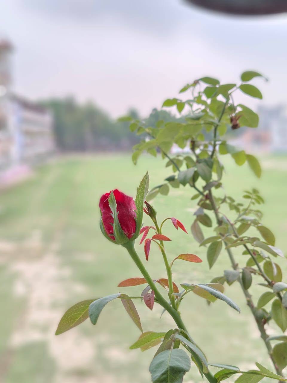 জোড়পুকুরিয়া মাধ্যমিক বিদ্যালয়